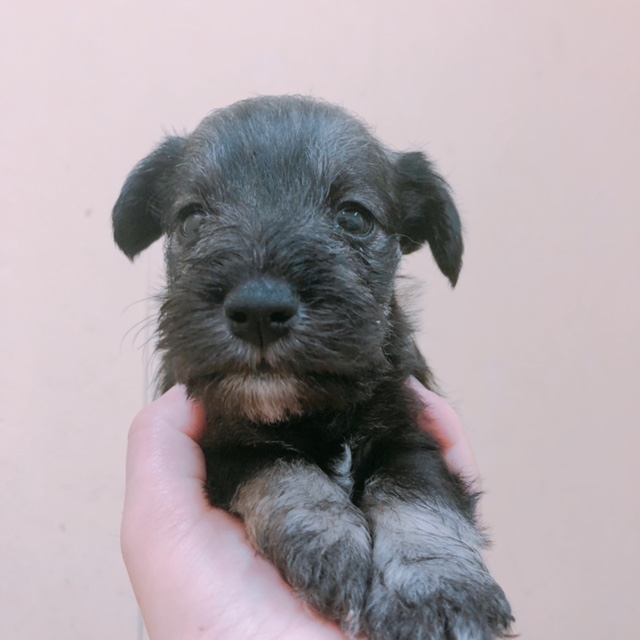 ミニチュアシュナウザーの子犬の女の子①